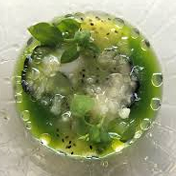 キウイガスパッチョ